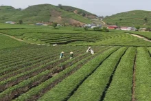 Cao nguyên Mộc Châu vào vụ chè xuân