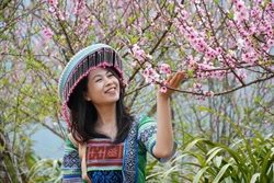 Hoa đào bung nở trên bản du lịch cộng đồng Sin Suối Hồ