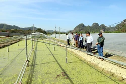 Kịp thời hướng dẫn người dân vùng lũ khôi phục sản xuất nông nghiệp