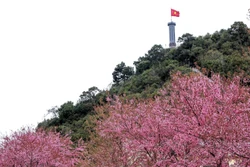 Hoa mai anh đào bung nở nơi địa đầu Tổ quốc 