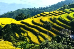 Xà Phìn - hòa mình trong sắc vàng, đắm say hồn rêu xanh