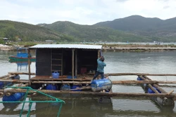 Đắk Lắk: Người nuôi tôm hùm vượt khó chuẩn bị vụ mới