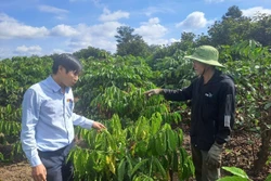 Đắk Lắk khẩn trương khôi phục sản xuất và nhà ở cho người dân