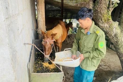 Hạn chế thấp nhất thiệt hại do rét đậm, rét hại gây ra với cây trồng, vật nuôi