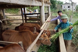 Khoảng 12,35 triệu tỷ đồng sẽ được huy động cho xây dựng nông thôn mới và giảm nghèo giai đoạn 2026-2035