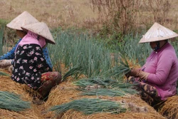 Trợ lực phù hợp để giúp đồng bào Khmer xóa đói nghèo bền vững