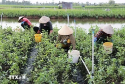 Vùng ngọt hóa Gò Công trồng rau an toàn, thu lãi gấp 7 lần lúa