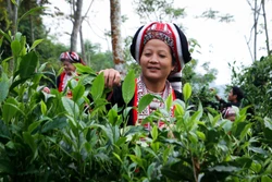 Hà Giang: Phát triển kinh tế nông nghiệp bền vững 