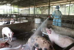 17 xã, phường tại Gia Lai đủ điều kiện công bố hết dịch tả lợn châu Phi