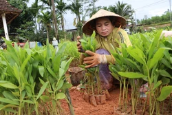 Thay đổi tư duy làm nông nghiệp của đồng bào vùng cao