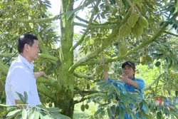 Chủ động ứng phó triều cường, bảo vệ vùng chuyên canh sầu riêng