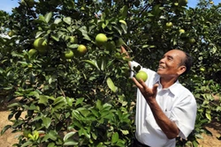 Ông 'vua cam' nơi vùng đất đồi cằn cỗi