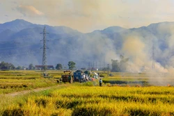 Nhộn nhịp ngày mùa trên cánh đồng Mường Thanh