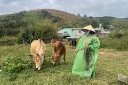 Đa dạng hóa sinh kế, phát triển mô hình giảm nghèo ở các xã khó khăn