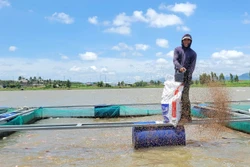 Nuôi cá lồng bè - giải pháp sinh kế trong biến đổi khí hậu