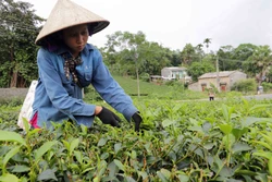 Phú Thọ: Huy động hơn 6.600 tỷ đồng để phát triển bền vững vùng đồng bào dân tộc thiểu số