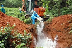 Nhiều khó khăn trong phòng, chống dịch tả lợn châu Phi