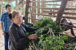 Người dân vùng chăn nuôi gia súc gượng dậy nơi cơn lũ đi qua