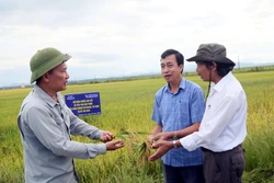 Hạn chế ruộng hoang nhờ chuỗi liên kết sản xuất lúa vụ Hè Thu