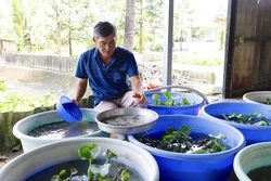 Nông dân tỷ phú với mô hình kết hợp 'nuôi - trồng'