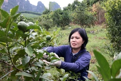 Chất lượng vườn cây tái canh ổn định hơn nhờ giải pháp kỹ thuật