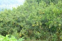 Xuân no ấm trên những đồi quýt trăm tỷ