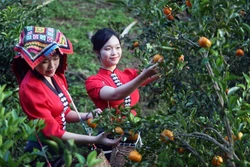 Xây dựng thương hiệu quýt Chiềng Cơi gắn với du lịch trải nghiệm