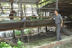 Nuôi dê thương phẩm ở vùng sâu giúp đồng bào thiểu số thoát nghèo