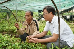 Thanh niên Cơ Tu thoát nghèo từ cây dược liệu