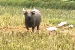 Ngăn trâu lạ tấn công người ở bản Quăn