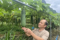Người nông dân vùng cao 'tận dụng thiên nhiên' mở hướng làm giàu mới