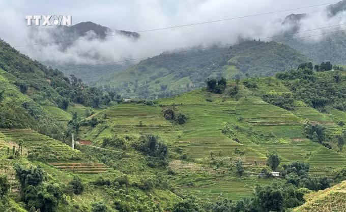 vna_potal_lao_cai_sapa_mua_lua_xanh_tho_mong_6859111.jpg
