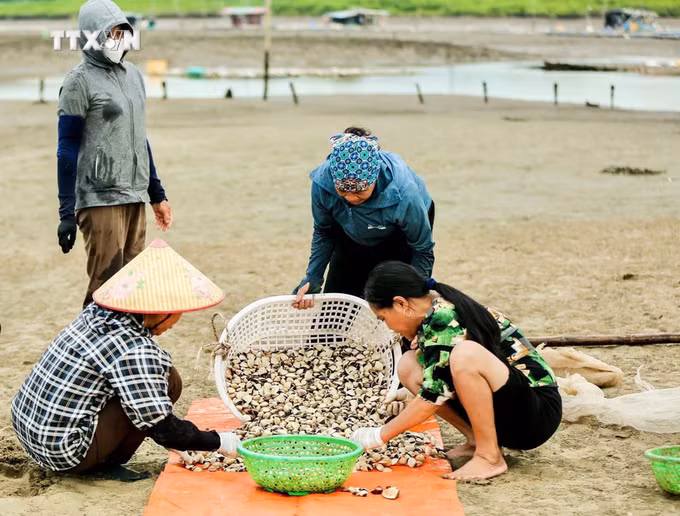 vna_potal_thanh_hoa_lam_giau_nho_mo_hinh_nuoi_ngao_giong_va_ngao_thuong_pham_7702153.jpg