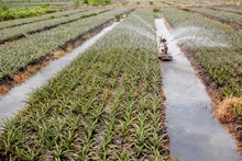 Khơi dậy tinh thần sáng tạo, khát vọng lập nghiệp của thanh niên dân tộc thiểu số