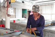 Nuôi lươn trong hồ xi măng giúp nông dân thu tiền tỷ