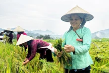 Lúa tẻ nương Hà Giang - Mùa vàng bội thu