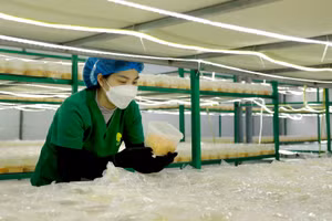 Nhiều mô hình nông nghiệp công nghệ cao phát huy hiệu quả