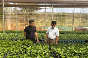 Gia Lai chuyển đổi hơn 5.000 ha sang trồng cây có giá trị cao