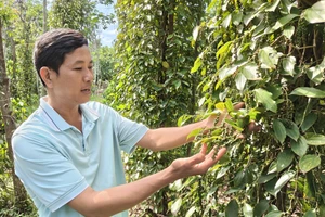 Nhà nông xây dựng thương hiệu hồ tiêu sạch hữu cơ