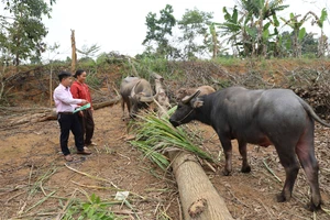Người dân vùng lũ an tâm đón Tết nhờ nguồn vốn tín dụng ưu đãi