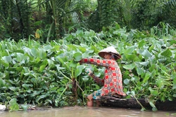 Lục bình phủ kín nhiều tuyến kênh mương ở Vĩnh Long