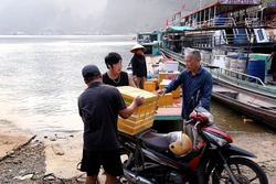 Ngư dân lòng hồ sông Đà vào cao điểm thu hoạch thủy sản theo mùa