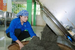 Nâng tầm trà La Bằng theo tư duy kinh tế nông nghiệp hiện đại