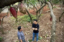 Nâng tầm giá trị ca cao Việt Nam - Bài cuối: Định hình trên bản đồ thế giới