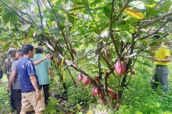 Nâng tầm giá trị ca cao Việt Nam - Bài 2: Hình thành chuỗi ngành hàng giá trị cao