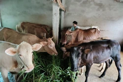 Giá bò tăng trở lại, nông dân Vĩnh Long mạnh dạn đầu tư