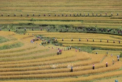 Tiềm năng du lịch từ vẻ đẹp ruộng bậc thang Miền Đồi