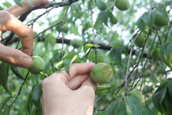 'Cứu' hàng trăm tấn mơ, mận Sơn La bị thiệt hại do mưa đá