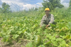 Nỗi lo của nông dân trồng bí đỏ vùng biên