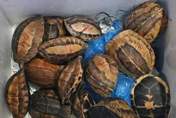 Khởi tố đối tượng vận chuyển, mua bán trái phép 15 con rùa hộp trán vàng quý hiếm
